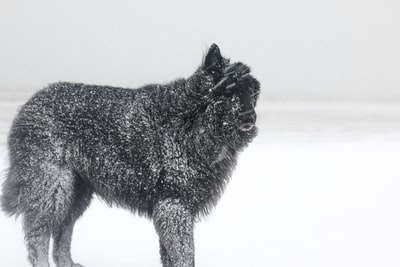 The black Wolf on the snow
